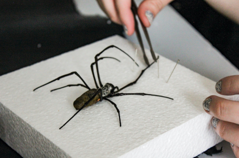 Spiders and Scorpions Class